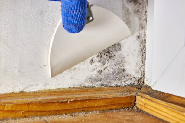 Best Post-Remediation Verification Testing  in Glasgow, KY